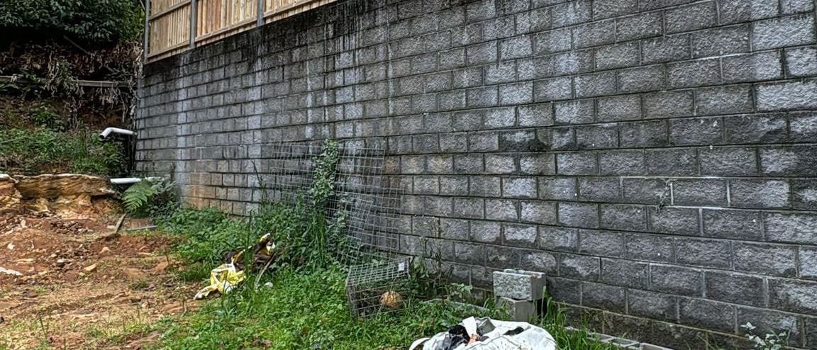 Treated pine timber fence built on top of an existing besser block retaining wall at a Sydney property