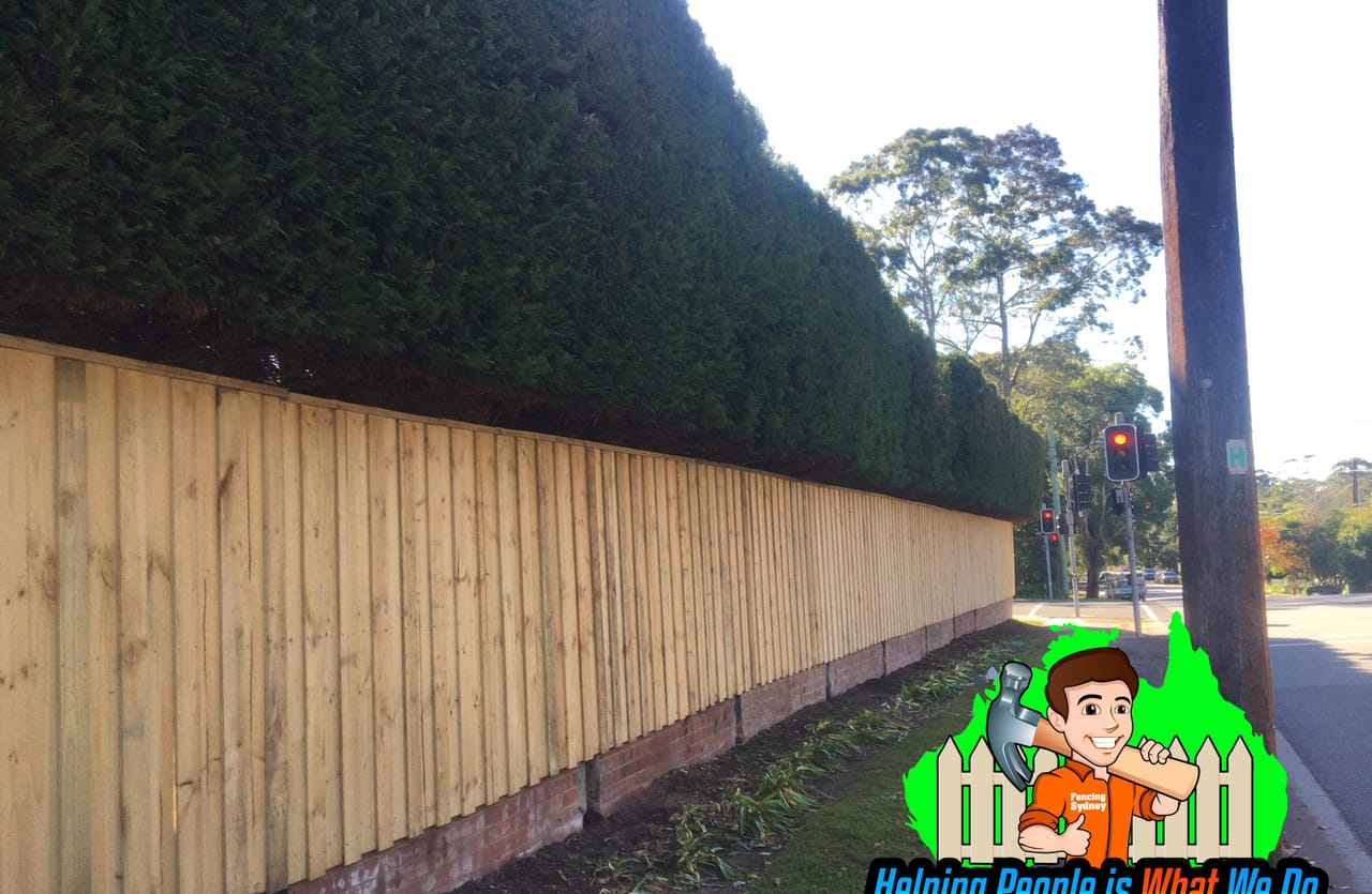 Long run of treated pine timber fencing installed beside an established hedge at a Sydney property